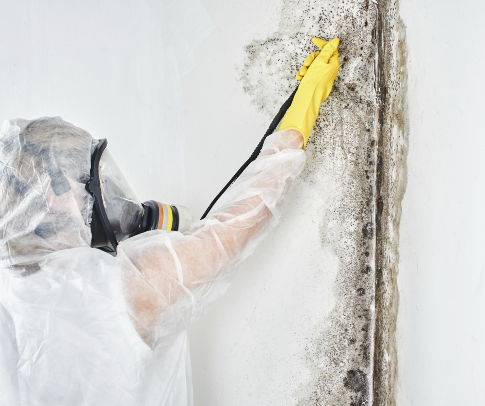 Proer mold removal